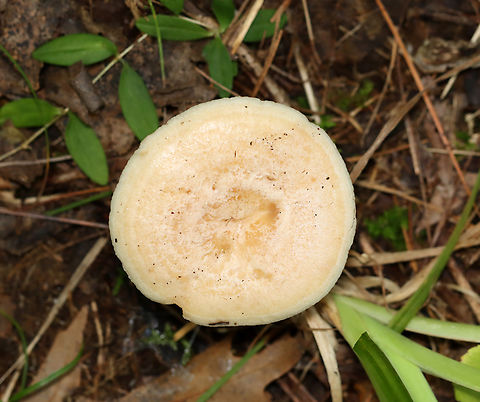 Yellow-staining milkcap - Lactarius vinaceorufescens The latex is initially white, but turns yellow within a few seconds on exposure to air.

Habitat: Mixed forest
https://www.jungledragon.com/image/141638/yellow-staining_milkcap_-_lactarius_vinaceorufescens.html Geotagged,Lactarius vinaceorufescens,Summer,United States,Yellow-staining milkcap
