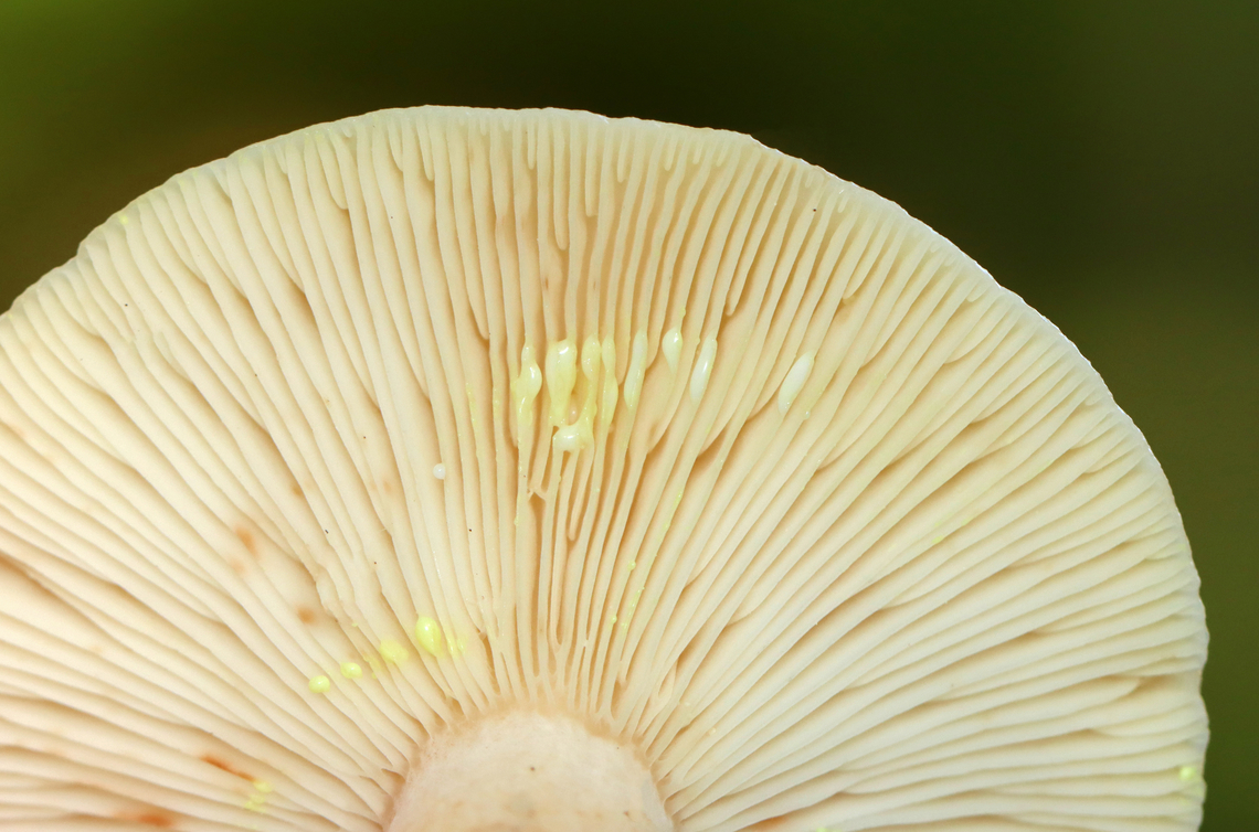 Yellow-staining milkcap - Lactarius vinaceorufescens The latex is initially white, but turns yellow within a few seconds on exposure to air.<br />
<br />
Habitat: Mixed forest<br />
<figure class="photo"><a href="https://www.jungledragon.com/image/141637/yellow-staining_milkcap_-_lactarius_vinaceorufescens.html" title="Yellow-staining milkcap - Lactarius vinaceorufescens"><img src="https://s3.amazonaws.com/media.jungledragon.com/images/3232/141637_thumb.jpg?AWSAccessKeyId=05GMT0V3GWVNE7GGM1R2&Expires=1759968010&Signature=ia%2FJrQcdUfDfJ1NnEBWhR2B%2BUww%3D" width="200" height="168" alt="Yellow-staining milkcap - Lactarius vinaceorufescens The latex is initially white, but turns yellow within a few seconds on exposure to air.<br />
<br />
Habitat: Mixed forest<br />
https://www.jungledragon.com/image/141638/yellow-staining_milkcap_-_lactarius_vinaceorufescens.html Geotagged,Lactarius vinaceorufescens,Summer,United States,Yellow-staining milkcap" /></a></figure> Geotagged,Lactarius,Lactarius vinaceorufescens,Summer,United States,Yellow-staining milkcap,fungus,milkcap,mushroom