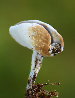 Parasitic Mold - Hypomyces cervinus Habitat: Growing on Helvella sp. Geotagged,Helvella,Hypomyces,Hypomyces cervinigenus,Hypomyces cervinus,Summer,United States,fungus,mushroom,parasitic mold