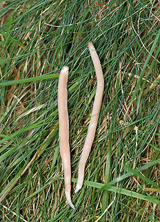 Smoky Clavaria - Clavaria fumosa Habitat: Growing in a cluster in a grassy area between a meadow and mixed forest Clavaria fumosa,Geotagged,Smoky clavaria,Summer,United States,clavaria,fungus