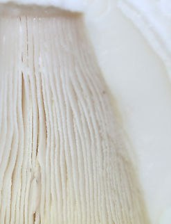 Yellow American Blusher - Amanita sect. Validae, likely Amanita flavorubens Habitat: Growing in a grassy area under pine, along the edge of a mixed forest.
https://www.jungledragon.com/image/141660/yellow_american_blusher_-_amanita_sect._validae_likely_amanita_flavorubens.html
https://www.jungledragon.com/image/141662/yellow_american_blusher_-_amanita_sect._validae_likely_amanita_flavorubens.html
https://www.jungledragon.com/image/141661/yellow_american_blusher_-_amanita_sect._validae_likely_amanita_flavorubens.html A. flavorubens,Geotagged,Summer,United States,Yellow American Blusher