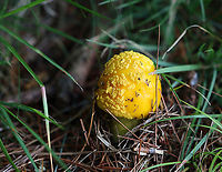 Yellow American Blusher - Amanita sect. Validae, likely Amanita flavorubens Habitat: Growing in a grassy area under pine, along the edge of a mixed forest.<br />
https://www.jungledragon.com/image/141660/yellow_american_blusher_-_amanita_sect._validae_likely_amanita_flavorubens.html<br />
https://www.jungledragon.com/image/141662/yellow_american_blusher_-_amanita_sect._validae_likely_amanita_flavorubens.html<br />
https://www.jungledragon.com/image/141661/yellow_american_blusher_-_amanita_sect._validae_likely_amanita_flavorubens.html A. flavorubens,Amanita flavorubens,Amanita sect. Validae,Fungus,Geotagged,Summer,United States,Yellow American Blusher,amanita,blusher,mushroom