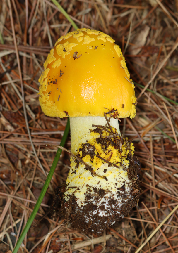 Yellow American Blusher - Amanita sect. Validae, likely Amanita flavorubens Habitat: Growing in a grassy area under pine, along the edge of a mixed forest.<br />
<figure class="photo"><a href="https://www.jungledragon.com/image/141660/yellow_american_blusher_-_amanita_sect._validae_likely_amanita_flavorubens.html" title="Yellow American Blusher - Amanita sect. Validae, likely Amanita flavorubens"><img src="https://s3.amazonaws.com/media.jungledragon.com/images/3232/141660_thumb.jpg?AWSAccessKeyId=05GMT0V3GWVNE7GGM1R2&Expires=1767225610&Signature=LouuV039MO4yuAk7WD8KQW64Xkg%3D" width="118" height="152" alt="Yellow American Blusher - Amanita sect. Validae, likely Amanita flavorubens Habitat: Growing in a grassy area under pine, along the edge of a mixed forest.<br />
https://www.jungledragon.com/image/141660/yellow_american_blusher_-_amanita_sect._validae_likely_amanita_flavorubens.html<br />
https://www.jungledragon.com/image/141662/yellow_american_blusher_-_amanita_sect._validae_likely_amanita_flavorubens.html<br />
https://www.jungledragon.com/image/141661/yellow_american_blusher_-_amanita_sect._validae_likely_amanita_flavorubens.html A. flavorubens,Geotagged,Summer,United States,Yellow American Blusher" /></a></figure><br />
<figure class="photo"><a href="https://www.jungledragon.com/image/141662/yellow_american_blusher_-_amanita_sect._validae_likely_amanita_flavorubens.html" title="Yellow American Blusher - Amanita sect. Validae, likely Amanita flavorubens"><img src="https://s3.amazonaws.com/media.jungledragon.com/images/3232/141662_thumb.jpg?AWSAccessKeyId=05GMT0V3GWVNE7GGM1R2&Expires=1767225610&Signature=ll5FIrw%2BR3u6Uxouj1rDmSJUxjA%3D" width="108" height="152" alt="Yellow American Blusher - Amanita sect. Validae, likely Amanita flavorubens Habitat: Growing in a grassy area under pine, along the edge of a mixed forest.<br />
https://www.jungledragon.com/image/141660/yellow_american_blusher_-_amanita_sect._validae_likely_amanita_flavorubens.html<br />
https://www.jungledragon.com/image/141662/yellow_american_blusher_-_amanita_sect._validae_likely_amanita_flavorubens.html<br />
https://www.jungledragon.com/image/141661/yellow_american_blusher_-_amanita_sect._validae_likely_amanita_flavorubens.html A. flavorubens,Geotagged,Summer,United States,Yellow American Blusher" /></a></figure><br />
<figure class="photo"><a href="https://www.jungledragon.com/image/141661/yellow_american_blusher_-_amanita_sect._validae_likely_amanita_flavorubens.html" title="Yellow American Blusher - Amanita sect. Validae, likely Amanita flavorubens"><img src="https://s3.amazonaws.com/media.jungledragon.com/images/3232/141661_thumb.jpg?AWSAccessKeyId=05GMT0V3GWVNE7GGM1R2&Expires=1767225610&Signature=cLEG9YUNeA%2FxQxi1gBUcuJJMnXk%3D" width="200" height="156" alt="Yellow American Blusher - Amanita sect. Validae, likely Amanita flavorubens Habitat: Growing in a grassy area under pine, along the edge of a mixed forest.<br />
https://www.jungledragon.com/image/141660/yellow_american_blusher_-_amanita_sect._validae_likely_amanita_flavorubens.html<br />
https://www.jungledragon.com/image/141662/yellow_american_blusher_-_amanita_sect._validae_likely_amanita_flavorubens.html<br />
https://www.jungledragon.com/image/141661/yellow_american_blusher_-_amanita_sect._validae_likely_amanita_flavorubens.html A. flavorubens,Amanita flavorubens,Amanita sect. Validae,Fungus,Geotagged,Summer,United States,Yellow American Blusher,amanita,blusher,mushroom" /></a></figure> A. flavorubens,Geotagged,Summer,United States,Yellow American Blusher