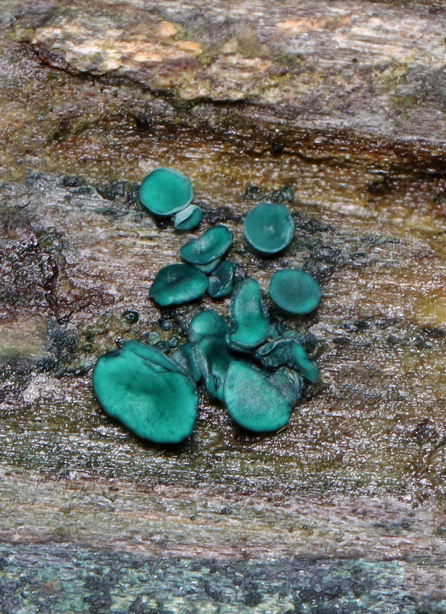 Turquoise Elfcup - Chlorociboria aeruginosa Chlorociboria aeruginosa is often confused with Chlorociboria aeruginascens. But, Chlorociboria aeruginosa tends to be a little smaller and have a centrally attached stipe rather than a laterally attached stipe. <br />
<br />
These were more green than blue, but were only about 2 mm wide and had centrally attached stipes.<br />
<br />
Habitat: Rotting wood; deciduous forest Chlorociboria,Chlorociboria aeruginosa,Fall,Geotagged,Turquoise Elfcup,United States,elfcup,fungus,mushroom