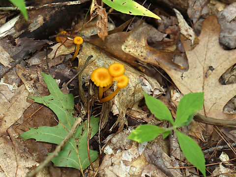 Mushrooms - Gloioxanthomyces nitidus? Sunken caps with wavy margins; cap sizes were ~2-4 cm. Gills were decurrent with short gills. Long, thin, hollow stipes.

I think they are either Gloioxanthomyces nitidus or Cantharellus minor.

Habitat:Growing on the ground in a moist, mixed forest.
https://www.jungledragon.com/image/141573/mushrooms_-_gloioxanthomyces_nitidus.html
https://www.jungledragon.com/image/141574/mushrooms_-_gloioxanthomyces_nitidus.html
https://www.jungledragon.com/image/141680/mushrooms_-_gloioxanthomyces_nitidus.html Geotagged,Summer,United States