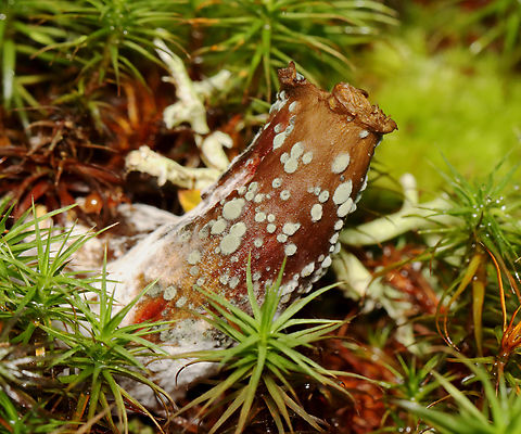 Fungus on Fungus - Phylum Ascomycota So gross, but so cool.

Habitat: Growing on a bolete that was growing in moss beside a pond in a mixed forest.
https://www.jungledragon.com/image/141707/fungus_on_fungus_-_phylum_ascomycota.html Fall,Geotagged,United States