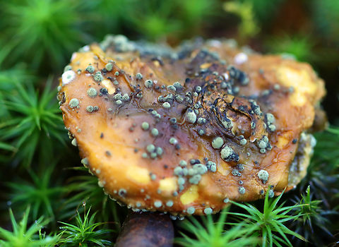 Fungus on Fungus - Phylum Ascomycota So gross, but so cool.

Habitat: Growing on a bolete that was growing in moss beside a pond in a mixed forest.
https://www.jungledragon.com/image/141706/fungus_on_fungus_-_phylum_ascomycota.html Ascomycota,Fall,Geotagged,United States,fungus,mushroom