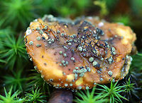 Fungus on Fungus - Phylum Ascomycota So gross, but so cool.<br />
<br />
Habitat: Growing on a bolete that was growing in moss beside a pond in a mixed forest.<br />
https://www.jungledragon.com/image/141706/fungus_on_fungus_-_phylum_ascomycota.html Ascomycota,Fall,Geotagged,United States,fungus,mushroom