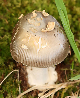 Mushroom - Amanita sect. Vaginatae ID possibilities: A. variicolor. A. dulciarii, or A. vulpecula

Habitat: Growing under a deciduous tree near the edge of a meadow.
https://www.jungledragon.com/image/141708/mushroom_-_amanita_sect._vaginatae.html
https://www.jungledragon.com/image/141709/mushroom_-_amanita_sect._vaginatae.html
https://www.jungledragon.com/image/141710/mushroom_-_amanita_sect._vaginatae.html
https://www.jungledragon.com/image/141711/mushroom_-_amanita_sect._vaginatae.html
https://www.jungledragon.com/image/141712/mushroom_-_amanita_sect._vaginatae.html Fall,Geotagged,United States