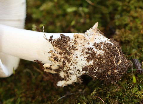 Mushroom - Amanita sect. Vaginatae ID possibilities: A. variicolor. A. dulciarii, or A. vulpecula

Habitat: Growing under a deciduous tree near the edge of a meadow.
https://www.jungledragon.com/image/141708/mushroom_-_amanita_sect._vaginatae.html
https://www.jungledragon.com/image/141709/mushroom_-_amanita_sect._vaginatae.html
https://www.jungledragon.com/image/141710/mushroom_-_amanita_sect._vaginatae.html
https://www.jungledragon.com/image/141711/mushroom_-_amanita_sect._vaginatae.html
https://www.jungledragon.com/image/141712/mushroom_-_amanita_sect._vaginatae.html Fall,Geotagged,United States