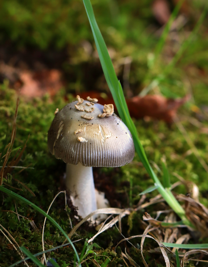 Mushroom - Amanita sect. Vaginatae ID possibilities: A. variicolor. A. dulciarii, or A. vulpecula<br />
<br />
Habitat: Growing under a deciduous tree near the edge of a meadow.<br />
<figure class="photo"><a href="https://www.jungledragon.com/image/141708/mushroom_-_amanita_sect._vaginatae.html" title="Mushroom - Amanita sect. Vaginatae"><img src="https://s3.amazonaws.com/media.jungledragon.com/images/3232/141708_thumb.jpg?AWSAccessKeyId=05GMT0V3GWVNE7GGM1R2&Expires=1759968010&Signature=pRRVKmwtTJR1aqVVBTVqC4QbhVY%3D" width="124" height="152" alt="Mushroom - Amanita sect. Vaginatae ID possibilities: A. variicolor. A. dulciarii, or A. vulpecula<br />
<br />
Habitat: Growing under a deciduous tree near the edge of a meadow.<br />
https://www.jungledragon.com/image/141708/mushroom_-_amanita_sect._vaginatae.html<br />
https://www.jungledragon.com/image/141709/mushroom_-_amanita_sect._vaginatae.html<br />
https://www.jungledragon.com/image/141710/mushroom_-_amanita_sect._vaginatae.html<br />
https://www.jungledragon.com/image/141711/mushroom_-_amanita_sect._vaginatae.html<br />
https://www.jungledragon.com/image/141712/mushroom_-_amanita_sect._vaginatae.html Fall,Geotagged,United States" /></a></figure><br />
<figure class="photo"><a href="https://www.jungledragon.com/image/141709/mushroom_-_amanita_sect._vaginatae.html" title="Mushroom - Amanita sect. Vaginatae"><img src="https://s3.amazonaws.com/media.jungledragon.com/images/3232/141709_thumb.jpg?AWSAccessKeyId=05GMT0V3GWVNE7GGM1R2&Expires=1759968010&Signature=xIsNmnAKtMD0Vo8FQ5qS8eiJwRM%3D" width="200" height="148" alt="Mushroom - Amanita sect. Vaginatae ID possibilities:  A. variicolor. A. dulciarii, or A. vulpecula<br />
<br />
Habitat: Growing under a deciduous tree near the edge of a meadow.<br />
https://www.jungledragon.com/image/141708/mushroom_-_amanita_sect._vaginatae.html<br />
https://www.jungledragon.com/image/141709/mushroom_-_amanita_sect._vaginatae.html<br />
https://www.jungledragon.com/image/141710/mushroom_-_amanita_sect._vaginatae.html<br />
https://www.jungledragon.com/image/141711/mushroom_-_amanita_sect._vaginatae.html<br />
https://www.jungledragon.com/image/141712/mushroom_-_amanita_sect._vaginatae.html Amanita sect. Vaginatae,Fall,Geotagged,United States,amanita,fungus,mushroom" /></a></figure><br />
<figure class="photo"><a href="https://www.jungledragon.com/image/141710/mushroom_-_amanita_sect._vaginatae.html" title="Mushroom - Amanita sect. Vaginatae"><img src="https://s3.amazonaws.com/media.jungledragon.com/images/3232/141710_thumb.jpg?AWSAccessKeyId=05GMT0V3GWVNE7GGM1R2&Expires=1759968010&Signature=D5yj%2FlO%2BetoCHua16SxTGSi8aB4%3D" width="200" height="146" alt="Mushroom - Amanita sect. Vaginatae ID possibilities: A. variicolor. A. dulciarii, or A. vulpecula<br />
<br />
Habitat: Growing under a deciduous tree near the edge of a meadow.<br />
https://www.jungledragon.com/image/141708/mushroom_-_amanita_sect._vaginatae.html<br />
https://www.jungledragon.com/image/141709/mushroom_-_amanita_sect._vaginatae.html<br />
https://www.jungledragon.com/image/141710/mushroom_-_amanita_sect._vaginatae.html<br />
https://www.jungledragon.com/image/141711/mushroom_-_amanita_sect._vaginatae.html<br />
https://www.jungledragon.com/image/141712/mushroom_-_amanita_sect._vaginatae.html Fall,Geotagged,United States" /></a></figure><br />
<figure class="photo"><a href="https://www.jungledragon.com/image/141711/mushroom_-_amanita_sect._vaginatae.html" title="Mushroom - Amanita sect. Vaginatae"><img src="https://s3.amazonaws.com/media.jungledragon.com/images/3232/141711_thumb.jpg?AWSAccessKeyId=05GMT0V3GWVNE7GGM1R2&Expires=1759968010&Signature=XZahh63frmyM3YmTKSswQOpTvcQ%3D" width="120" height="152" alt="Mushroom - Amanita sect. Vaginatae ID possibilities: A. variicolor. A. dulciarii, or A. vulpecula<br />
<br />
Habitat: Growing under a deciduous tree near the edge of a meadow.<br />
https://www.jungledragon.com/image/141708/mushroom_-_amanita_sect._vaginatae.html<br />
https://www.jungledragon.com/image/141709/mushroom_-_amanita_sect._vaginatae.html<br />
https://www.jungledragon.com/image/141710/mushroom_-_amanita_sect._vaginatae.html<br />
https://www.jungledragon.com/image/141711/mushroom_-_amanita_sect._vaginatae.html<br />
https://www.jungledragon.com/image/141712/mushroom_-_amanita_sect._vaginatae.html Fall,Geotagged,United States" /></a></figure><br />
<figure class="photo"><a href="https://www.jungledragon.com/image/141712/mushroom_-_amanita_sect._vaginatae.html" title="Mushroom - Amanita sect. Vaginatae"><img src="https://s3.amazonaws.com/media.jungledragon.com/images/3232/141712_thumb.jpg?AWSAccessKeyId=05GMT0V3GWVNE7GGM1R2&Expires=1759968010&Signature=Et%2BE%2FFvPdcjhlQdbr6Pe2SjPzO8%3D" width="126" height="152" alt="Mushroom - Amanita sect. Vaginatae ID possibilities: A. variicolor. A. dulciarii, or A. vulpecula<br />
<br />
Habitat: Growing under a deciduous tree near the edge of a meadow.<br />
https://www.jungledragon.com/image/141708/mushroom_-_amanita_sect._vaginatae.html<br />
https://www.jungledragon.com/image/141709/mushroom_-_amanita_sect._vaginatae.html<br />
https://www.jungledragon.com/image/141710/mushroom_-_amanita_sect._vaginatae.html<br />
https://www.jungledragon.com/image/141711/mushroom_-_amanita_sect._vaginatae.html<br />
https://www.jungledragon.com/image/141712/mushroom_-_amanita_sect._vaginatae.html Fall,Geotagged,United States" /></a></figure> Fall,Geotagged,United States