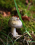Mushroom - Amanita sect. Vaginatae ID possibilities: A. variicolor. A. dulciarii, or A. vulpecula<br />
<br />
Habitat: Growing under a deciduous tree near the edge of a meadow.<br />
https://www.jungledragon.com/image/141708/mushroom_-_amanita_sect._vaginatae.html<br />
https://www.jungledragon.com/image/141709/mushroom_-_amanita_sect._vaginatae.html<br />
https://www.jungledragon.com/image/141710/mushroom_-_amanita_sect._vaginatae.html<br />
https://www.jungledragon.com/image/141711/mushroom_-_amanita_sect._vaginatae.html<br />
https://www.jungledragon.com/image/141712/mushroom_-_amanita_sect._vaginatae.html Fall,Geotagged,United States