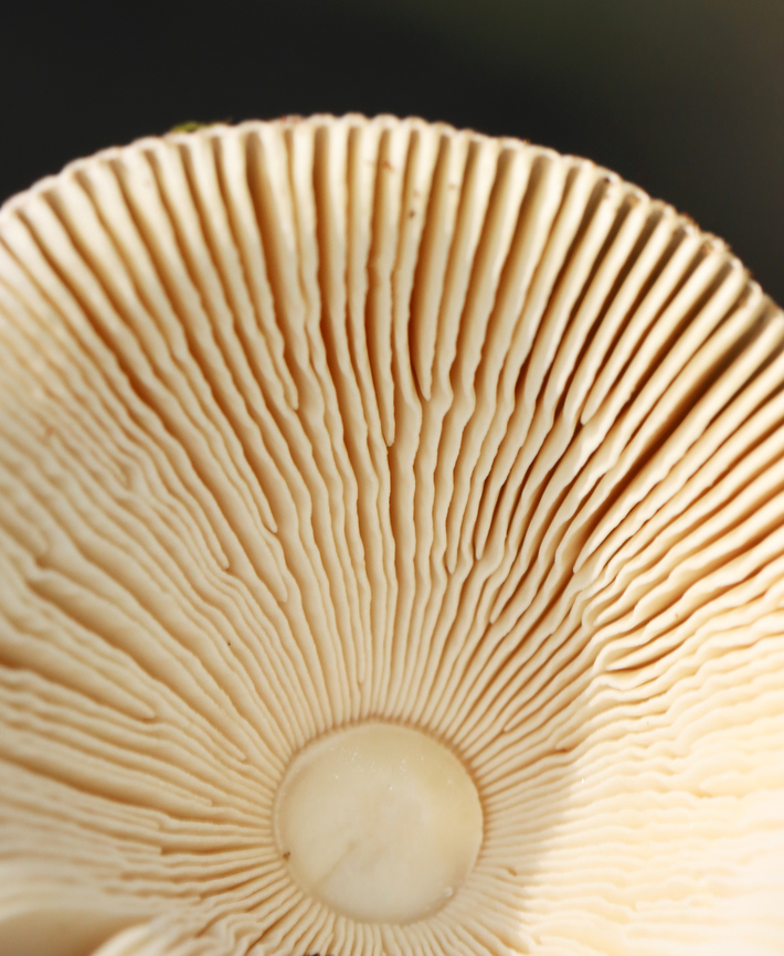 Mushroom - Amanita sect. Vaginatae ID possibilities: A. variicolor. A. dulciarii, or A. vulpecula<br />
<br />
Habitat: Growing under a deciduous tree near the edge of a meadow.<br />
<figure class="photo"><a href="https://www.jungledragon.com/image/141708/mushroom_-_amanita_sect._vaginatae.html" title="Mushroom - Amanita sect. Vaginatae"><img src="https://s3.amazonaws.com/media.jungledragon.com/images/3232/141708_thumb.jpg?AWSAccessKeyId=05GMT0V3GWVNE7GGM1R2&Expires=1759968010&Signature=pRRVKmwtTJR1aqVVBTVqC4QbhVY%3D" width="124" height="152" alt="Mushroom - Amanita sect. Vaginatae ID possibilities: A. variicolor. A. dulciarii, or A. vulpecula<br />
<br />
Habitat: Growing under a deciduous tree near the edge of a meadow.<br />
https://www.jungledragon.com/image/141708/mushroom_-_amanita_sect._vaginatae.html<br />
https://www.jungledragon.com/image/141709/mushroom_-_amanita_sect._vaginatae.html<br />
https://www.jungledragon.com/image/141710/mushroom_-_amanita_sect._vaginatae.html<br />
https://www.jungledragon.com/image/141711/mushroom_-_amanita_sect._vaginatae.html<br />
https://www.jungledragon.com/image/141712/mushroom_-_amanita_sect._vaginatae.html Fall,Geotagged,United States" /></a></figure><br />
<figure class="photo"><a href="https://www.jungledragon.com/image/141709/mushroom_-_amanita_sect._vaginatae.html" title="Mushroom - Amanita sect. Vaginatae"><img src="https://s3.amazonaws.com/media.jungledragon.com/images/3232/141709_thumb.jpg?AWSAccessKeyId=05GMT0V3GWVNE7GGM1R2&Expires=1759968010&Signature=xIsNmnAKtMD0Vo8FQ5qS8eiJwRM%3D" width="200" height="148" alt="Mushroom - Amanita sect. Vaginatae ID possibilities:  A. variicolor. A. dulciarii, or A. vulpecula<br />
<br />
Habitat: Growing under a deciduous tree near the edge of a meadow.<br />
https://www.jungledragon.com/image/141708/mushroom_-_amanita_sect._vaginatae.html<br />
https://www.jungledragon.com/image/141709/mushroom_-_amanita_sect._vaginatae.html<br />
https://www.jungledragon.com/image/141710/mushroom_-_amanita_sect._vaginatae.html<br />
https://www.jungledragon.com/image/141711/mushroom_-_amanita_sect._vaginatae.html<br />
https://www.jungledragon.com/image/141712/mushroom_-_amanita_sect._vaginatae.html Amanita sect. Vaginatae,Fall,Geotagged,United States,amanita,fungus,mushroom" /></a></figure><br />
<figure class="photo"><a href="https://www.jungledragon.com/image/141710/mushroom_-_amanita_sect._vaginatae.html" title="Mushroom - Amanita sect. Vaginatae"><img src="https://s3.amazonaws.com/media.jungledragon.com/images/3232/141710_thumb.jpg?AWSAccessKeyId=05GMT0V3GWVNE7GGM1R2&Expires=1759968010&Signature=D5yj%2FlO%2BetoCHua16SxTGSi8aB4%3D" width="200" height="146" alt="Mushroom - Amanita sect. Vaginatae ID possibilities: A. variicolor. A. dulciarii, or A. vulpecula<br />
<br />
Habitat: Growing under a deciduous tree near the edge of a meadow.<br />
https://www.jungledragon.com/image/141708/mushroom_-_amanita_sect._vaginatae.html<br />
https://www.jungledragon.com/image/141709/mushroom_-_amanita_sect._vaginatae.html<br />
https://www.jungledragon.com/image/141710/mushroom_-_amanita_sect._vaginatae.html<br />
https://www.jungledragon.com/image/141711/mushroom_-_amanita_sect._vaginatae.html<br />
https://www.jungledragon.com/image/141712/mushroom_-_amanita_sect._vaginatae.html Fall,Geotagged,United States" /></a></figure><br />
<figure class="photo"><a href="https://www.jungledragon.com/image/141711/mushroom_-_amanita_sect._vaginatae.html" title="Mushroom - Amanita sect. Vaginatae"><img src="https://s3.amazonaws.com/media.jungledragon.com/images/3232/141711_thumb.jpg?AWSAccessKeyId=05GMT0V3GWVNE7GGM1R2&Expires=1759968010&Signature=XZahh63frmyM3YmTKSswQOpTvcQ%3D" width="120" height="152" alt="Mushroom - Amanita sect. Vaginatae ID possibilities: A. variicolor. A. dulciarii, or A. vulpecula<br />
<br />
Habitat: Growing under a deciduous tree near the edge of a meadow.<br />
https://www.jungledragon.com/image/141708/mushroom_-_amanita_sect._vaginatae.html<br />
https://www.jungledragon.com/image/141709/mushroom_-_amanita_sect._vaginatae.html<br />
https://www.jungledragon.com/image/141710/mushroom_-_amanita_sect._vaginatae.html<br />
https://www.jungledragon.com/image/141711/mushroom_-_amanita_sect._vaginatae.html<br />
https://www.jungledragon.com/image/141712/mushroom_-_amanita_sect._vaginatae.html Fall,Geotagged,United States" /></a></figure><br />
<figure class="photo"><a href="https://www.jungledragon.com/image/141712/mushroom_-_amanita_sect._vaginatae.html" title="Mushroom - Amanita sect. Vaginatae"><img src="https://s3.amazonaws.com/media.jungledragon.com/images/3232/141712_thumb.jpg?AWSAccessKeyId=05GMT0V3GWVNE7GGM1R2&Expires=1759968010&Signature=Et%2BE%2FFvPdcjhlQdbr6Pe2SjPzO8%3D" width="126" height="152" alt="Mushroom - Amanita sect. Vaginatae ID possibilities: A. variicolor. A. dulciarii, or A. vulpecula<br />
<br />
Habitat: Growing under a deciduous tree near the edge of a meadow.<br />
https://www.jungledragon.com/image/141708/mushroom_-_amanita_sect._vaginatae.html<br />
https://www.jungledragon.com/image/141709/mushroom_-_amanita_sect._vaginatae.html<br />
https://www.jungledragon.com/image/141710/mushroom_-_amanita_sect._vaginatae.html<br />
https://www.jungledragon.com/image/141711/mushroom_-_amanita_sect._vaginatae.html<br />
https://www.jungledragon.com/image/141712/mushroom_-_amanita_sect._vaginatae.html Fall,Geotagged,United States" /></a></figure> Fall,Geotagged,United States
