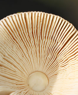 Mushroom - Amanita sect. Vaginatae ID possibilities: A. variicolor. A. dulciarii, or A. vulpecula

Habitat: Growing under a deciduous tree near the edge of a meadow.
https://www.jungledragon.com/image/141708/mushroom_-_amanita_sect._vaginatae.html
https://www.jungledragon.com/image/141709/mushroom_-_amanita_sect._vaginatae.html
https://www.jungledragon.com/image/141710/mushroom_-_amanita_sect._vaginatae.html
https://www.jungledragon.com/image/141711/mushroom_-_amanita_sect._vaginatae.html
https://www.jungledragon.com/image/141712/mushroom_-_amanita_sect._vaginatae.html Fall,Geotagged,United States