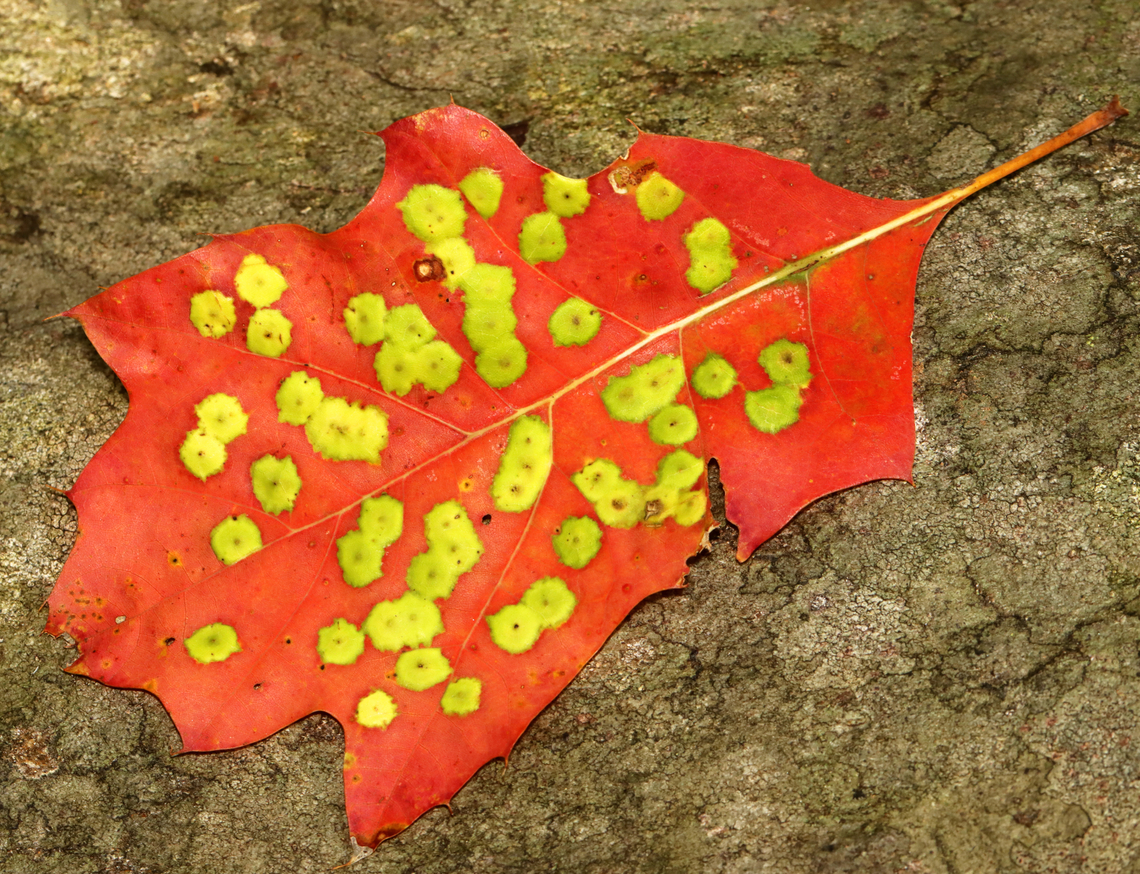Midge Galls (Polystepha sp.) on Oak (Quercus sp.) Leaf Bright yellow/greenish galls on an insanely vibrant leaf. I have never seen a leaf this color! I couldn&#039;t even find a tree in the immediate area that had matching leaves, which made me wonder if someone could have carried the leaf from another area and left it here?! I&#039;m not sure, but it was really cool.<br />
<br />
Habitat: Growing on oak (Quercus); Mostly deciduous forest bordering a meadow<br />
<br />
*The galls might be from hemipterans in the family Phylloxeridae Cecidomyiidae,Fall,Geotagged,Polystepha,Quercus,United States,autumn,fall foliage,gall,midge galls,oak