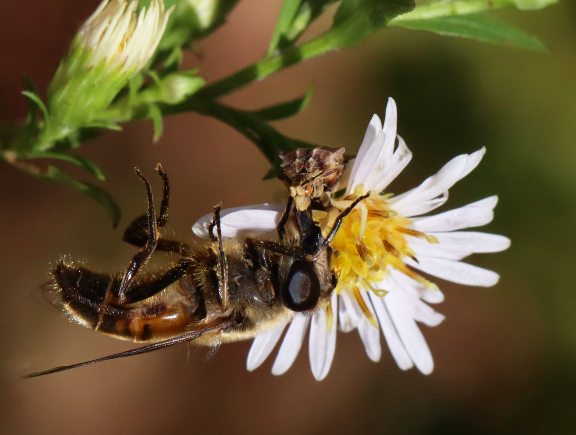 Ambush Bug (Phymata fasciata) and Snack When I was walking through a meadow yesterday morning, I noticed a fly hanging upside-down off a flower. Upon closer inspection, I discovered that the unfortunate insect was being eaten by an ambush bug.<br />
<br />
Habitat: Meadow Fall,Geotagged,Phymata,Phymata Fasciata,Phymata fasciata,United States,ambush bug