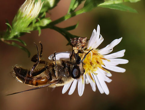 Ambush Bug (Phymata fasciata) and Snack When I was walking through a meadow yesterday morning, I noticed a fly hanging upside-down off a flower. Upon closer inspection, I discovered that the unfortunate insect was being eaten by an ambush bug.

Habitat: Meadow Fall,Geotagged,Phymata,Phymata Fasciata,Phymata fasciata,United States,ambush bug