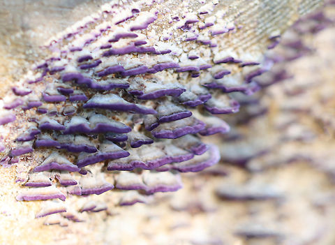 Violet-Toothed Polypore - Trichaptum biforme These two pictures are of the same fungus! I changed the camera settings and was shocked by the difference.

Habitat: Cut log; forest edge
https://www.jungledragon.com/image/141725/violet-toothed_polypore_-_trichaptum_biforme.html
https://www.jungledragon.com/image/141726/violet-toothed_polypore_-_trichaptum_biforme.html Fall,Geotagged,Trichaptum,Trichaptum biforme,United States,Violet-Toothed Polypore,fungus,mushroom,polypore