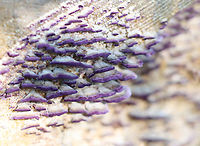 Violet-Toothed Polypore - Trichaptum biforme These two pictures are of the same fungus! I changed the camera settings and was shocked by the difference.<br />
<br />
Habitat: Cut log; forest edge<br />
https://www.jungledragon.com/image/141725/violet-toothed_polypore_-_trichaptum_biforme.html<br />
https://www.jungledragon.com/image/141726/violet-toothed_polypore_-_trichaptum_biforme.html Fall,Geotagged,Trichaptum,Trichaptum biforme,United States,Violet-Toothed Polypore,fungus,mushroom,polypore
