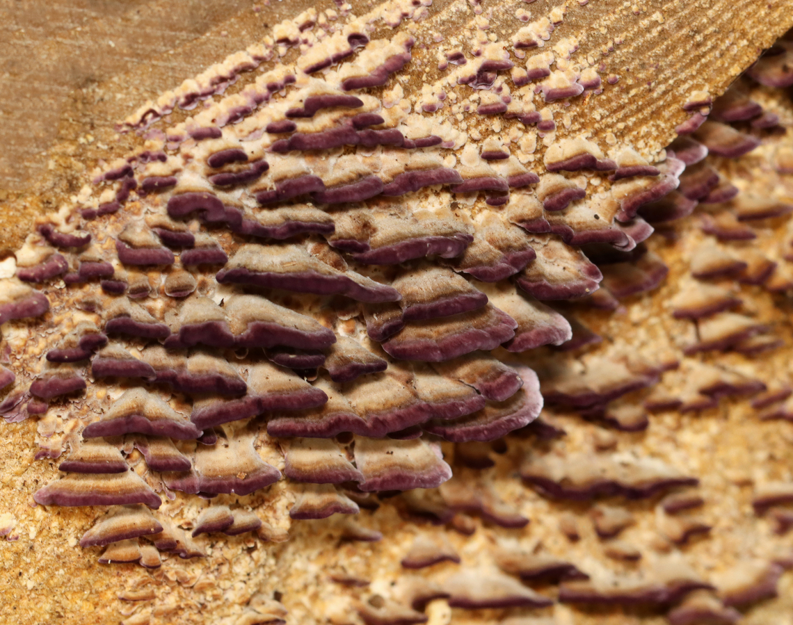 Violet-Toothed Polypore - Trichaptum biforme These two pictures are of the same fungus! I changed the camera settings and was shocked by the difference.<br />
<br />
Habitat: Cut log; forest edge<br />
<figure class="photo"><a href="https://www.jungledragon.com/image/141725/violet-toothed_polypore_-_trichaptum_biforme.html" title="Violet-Toothed Polypore - Trichaptum biforme"><img src="https://s3.amazonaws.com/media.jungledragon.com/images/3232/141725_thumb.jpg?AWSAccessKeyId=05GMT0V3GWVNE7GGM1R2&Expires=1767225610&Signature=2g2pmJAwNHQifkv8IXR37WwGZuo%3D" width="200" height="148" alt="Violet-Toothed Polypore - Trichaptum biforme These two pictures are of the same fungus! I changed the camera settings and was shocked by the difference.<br />
<br />
Habitat: Cut log; forest edge<br />
https://www.jungledragon.com/image/141725/violet-toothed_polypore_-_trichaptum_biforme.html<br />
https://www.jungledragon.com/image/141726/violet-toothed_polypore_-_trichaptum_biforme.html Fall,Geotagged,Trichaptum,Trichaptum biforme,United States,Violet-Toothed Polypore,fungus,mushroom,polypore" /></a></figure><br />
<figure class="photo"><a href="https://www.jungledragon.com/image/141726/violet-toothed_polypore_-_trichaptum_biforme.html" title="Violet-Toothed Polypore - Trichaptum biforme"><img src="https://s3.amazonaws.com/media.jungledragon.com/images/3232/141726_thumb.jpg?AWSAccessKeyId=05GMT0V3GWVNE7GGM1R2&Expires=1767225610&Signature=lz2Vb7eeCQn9%2FjjoJPdPihJBHeY%3D" width="200" height="158" alt="Violet-Toothed Polypore - Trichaptum biforme These two pictures are of the same fungus! I changed the camera settings and was shocked by the difference.<br />
<br />
Habitat: Cut log; forest edge<br />
https://www.jungledragon.com/image/141725/violet-toothed_polypore_-_trichaptum_biforme.html<br />
https://www.jungledragon.com/image/141726/violet-toothed_polypore_-_trichaptum_biforme.html Fall,Geotagged,Trichaptum biforme,United States,Violet-Toothed Polypore" /></a></figure> Fall,Geotagged,Trichaptum biforme,United States,Violet-Toothed Polypore