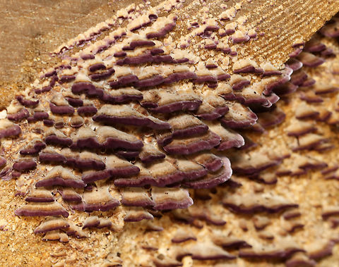 Violet-Toothed Polypore - Trichaptum biforme These two pictures are of the same fungus! I changed the camera settings and was shocked by the difference.

Habitat: Cut log; forest edge
https://www.jungledragon.com/image/141725/violet-toothed_polypore_-_trichaptum_biforme.html
https://www.jungledragon.com/image/141726/violet-toothed_polypore_-_trichaptum_biforme.html Fall,Geotagged,Trichaptum biforme,United States,Violet-Toothed Polypore