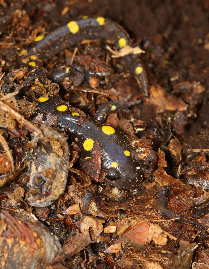 Spotted Salamander - Ambystoma maculatum I think this salamander was getting ready to hibernate. It was alive, but not very responsive. I found it under a massive hen of the woods (Grifola frondosa), which I had intended to harvest. But, I put it back after seeing this salamander so that its hiding spot was not disturbed. Lucky for me, there were other hens nearby.<br />
<br />
Habitat: Hiding under Grifola frondosa; deciduous forest Ambystoma,Ambystoma maculatum,Fall,Geotagged,Spotted salamander,United States,salamander
