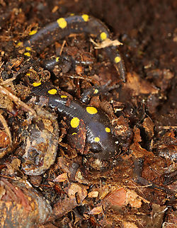 Spotted Salamander - Ambystoma maculatum I think this salamander was getting ready to hibernate. It was alive, but not very responsive. I found it under a massive hen of the woods (Grifola frondosa), which I had intended to harvest. But, I put it back after seeing this salamander so that its hiding spot was not disturbed. Lucky for me, there were other hens nearby.

Habitat: Hiding under Grifola frondosa; deciduous forest Ambystoma,Ambystoma maculatum,Fall,Geotagged,Spotted salamander,United States,salamander