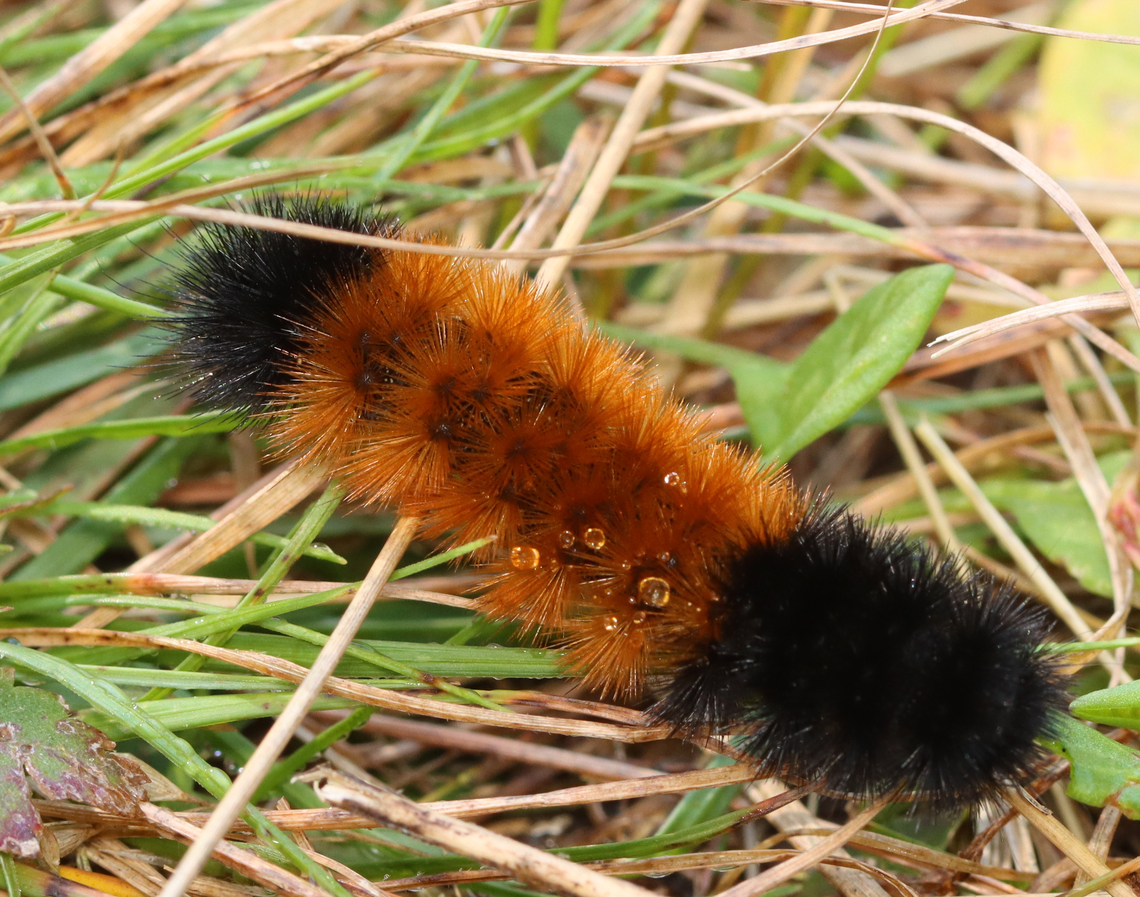 Woolly Bear - Pyrrharctia isabella Habitat: Meadow Banded woolly bear,Fall,Geotagged,Pyrrharctia,Pyrrharctia isabella,United States,caterpillar,larva,woolly bear