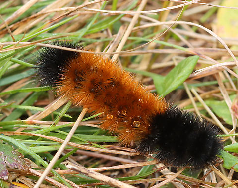 Woolly Bear - Pyrrharctia isabella Habitat: Meadow Banded woolly bear,Fall,Geotagged,Pyrrharctia,Pyrrharctia isabella,United States,caterpillar,larva,woolly bear