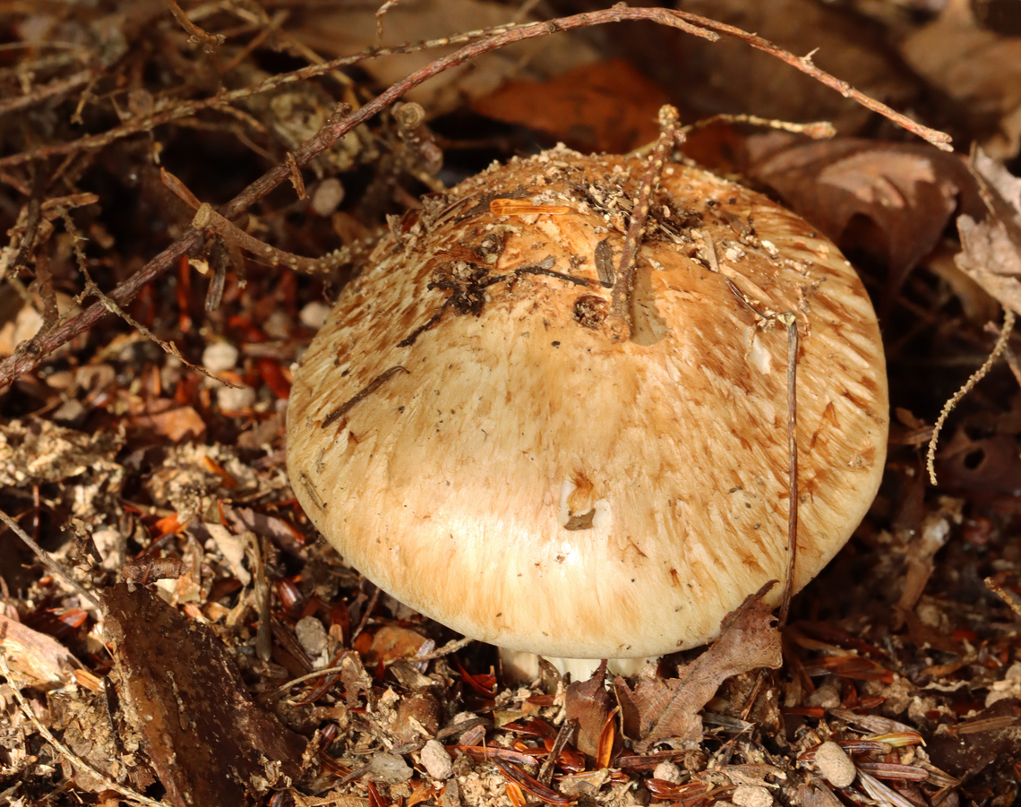 Fetid Armillaria - Tricholoma zelleri The stipe snapped when I pulled the mushroom up, but I was able to dig it out of the dirt.<br />
<br />
Habitat: Growing under eastern hemlock in a mixed forest.<br />
<figure class="photo"><a href="https://www.jungledragon.com/image/141815/fetid_armillaria_-_tricholoma_zelleri.html" title="Fetid Armillaria - Tricholoma zelleri"><img src="https://s3.amazonaws.com/media.jungledragon.com/images/3232/141815_thumb.jpg?AWSAccessKeyId=05GMT0V3GWVNE7GGM1R2&Expires=1759968010&Signature=LhkId1M3OTELUfPcB83YYqdIfMg%3D" width="200" height="160" alt="Fetid Armillaria - Tricholoma zelleri The stipe snapped when I pulled the mushroom up, but I was able to dig it out of the dirt.<br />
<br />
Habitat: Growing under eastern hemlock in a mixed forest.<br />
https://www.jungledragon.com/image/141815/mushroom_-_tricholoma_sp.html<br />
https://www.jungledragon.com/image/141817/mushroom_-_tricholoma_sp.html<br />
https://www.jungledragon.com/image/141816/mushroom_-_tricholoma_sp.html Fall,Fetid Armillaria,Geotagged,Tricholoma zelleri,United States" /></a></figure><br />
<figure class="photo"><a href="https://www.jungledragon.com/image/141817/fetid_armillaria_-_tricholoma_zelleri.html" title="Fetid Armillaria - Tricholoma zelleri"><img src="https://s3.amazonaws.com/media.jungledragon.com/images/3232/141817_thumb.jpg?AWSAccessKeyId=05GMT0V3GWVNE7GGM1R2&Expires=1759968010&Signature=DjLzdNXD%2Fb1bD9VijMZaBSIgYvA%3D" width="200" height="144" alt="Fetid Armillaria - Tricholoma zelleri The stipe snapped when I pulled the mushroom up, but I was able to dig it out of the dirt.<br />
<br />
Habitat: Growing under eastern hemlock in a mixed forest.<br />
https://www.jungledragon.com/image/141815/mushroom_-_tricholoma_sp.html<br />
https://www.jungledragon.com/image/141817/mushroom_-_tricholoma_sp.html<br />
https://www.jungledragon.com/image/141816/mushroom_-_tricholoma_sp.html Fall,Fetid Armillaria,Geotagged,Tricholoma zelleri,United States,fungus,mushroom,tricholoma" /></a></figure><br />
<figure class="photo"><a href="https://www.jungledragon.com/image/141816/fetid_armillaria_-_tricholoma_zelleri.html" title="Fetid Armillaria - Tricholoma zelleri"><img src="https://s3.amazonaws.com/media.jungledragon.com/images/3232/141816_thumb.jpg?AWSAccessKeyId=05GMT0V3GWVNE7GGM1R2&Expires=1759968010&Signature=TcJRVW8bPAPP8pGSOnDkIAv6Zkk%3D" width="200" height="134" alt="Fetid Armillaria - Tricholoma zelleri The stipe snapped when I pulled the mushroom up, but I was able to dig it out of the dirt.<br />
<br />
Habitat: Growing under eastern hemlock in a mixed forest.<br />
https://www.jungledragon.com/image/141815/mushroom_-_tricholoma_sp.html<br />
https://www.jungledragon.com/image/141817/mushroom_-_tricholoma_sp.html<br />
https://www.jungledragon.com/image/141816/mushroom_-_tricholoma_sp.html Fall,Fetid Armillaria,Geotagged,Tricholoma zelleri,United States" /></a></figure> Fall,Fetid Armillaria,Geotagged,Tricholoma zelleri,United States