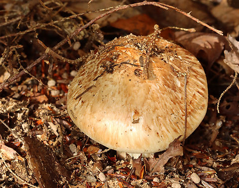 Fetid Armillaria - Tricholoma zelleri The stipe snapped when I pulled the mushroom up, but I was able to dig it out of the dirt.

Habitat: Growing under eastern hemlock in a mixed forest.
https://www.jungledragon.com/image/141815/mushroom_-_tricholoma_sp.html
https://www.jungledragon.com/image/141817/mushroom_-_tricholoma_sp.html
https://www.jungledragon.com/image/141816/mushroom_-_tricholoma_sp.html Fall,Fetid Armillaria,Geotagged,Tricholoma zelleri,United States