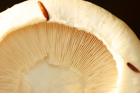 Fetid Armillaria - Tricholoma zelleri The stipe snapped when I pulled the mushroom up, but I was able to dig it out of the dirt.

Habitat: Growing under eastern hemlock in a mixed forest.
https://www.jungledragon.com/image/141815/mushroom_-_tricholoma_sp.html
https://www.jungledragon.com/image/141817/mushroom_-_tricholoma_sp.html
https://www.jungledragon.com/image/141816/mushroom_-_tricholoma_sp.html Fall,Fetid Armillaria,Geotagged,Tricholoma zelleri,United States