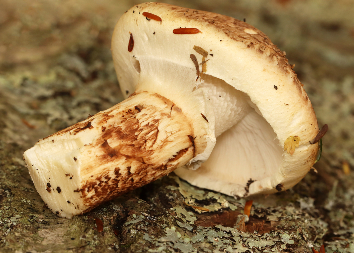 Fetid Armillaria - Tricholoma zelleri The stipe snapped when I pulled the mushroom up, but I was able to dig it out of the dirt.<br />
<br />
Habitat: Growing under eastern hemlock in a mixed forest.<br />
<figure class="photo"><a href="https://www.jungledragon.com/image/141815/fetid_armillaria_-_tricholoma_zelleri.html" title="Fetid Armillaria - Tricholoma zelleri"><img src="https://s3.amazonaws.com/media.jungledragon.com/images/3232/141815_thumb.jpg?AWSAccessKeyId=05GMT0V3GWVNE7GGM1R2&Expires=1767225610&Signature=PV28YILug9D5nw0OX%2FCWF%2B8M5WE%3D" width="200" height="160" alt="Fetid Armillaria - Tricholoma zelleri The stipe snapped when I pulled the mushroom up, but I was able to dig it out of the dirt.<br />
<br />
Habitat: Growing under eastern hemlock in a mixed forest.<br />
https://www.jungledragon.com/image/141815/mushroom_-_tricholoma_sp.html<br />
https://www.jungledragon.com/image/141817/mushroom_-_tricholoma_sp.html<br />
https://www.jungledragon.com/image/141816/mushroom_-_tricholoma_sp.html Fall,Fetid Armillaria,Geotagged,Tricholoma zelleri,United States" /></a></figure><br />
<figure class="photo"><a href="https://www.jungledragon.com/image/141817/fetid_armillaria_-_tricholoma_zelleri.html" title="Fetid Armillaria - Tricholoma zelleri"><img src="https://s3.amazonaws.com/media.jungledragon.com/images/3232/141817_thumb.jpg?AWSAccessKeyId=05GMT0V3GWVNE7GGM1R2&Expires=1767225610&Signature=sN8WvF%2FV1GZdTXr%2F5xl7uHemBd0%3D" width="200" height="144" alt="Fetid Armillaria - Tricholoma zelleri The stipe snapped when I pulled the mushroom up, but I was able to dig it out of the dirt.<br />
<br />
Habitat: Growing under eastern hemlock in a mixed forest.<br />
https://www.jungledragon.com/image/141815/mushroom_-_tricholoma_sp.html<br />
https://www.jungledragon.com/image/141817/mushroom_-_tricholoma_sp.html<br />
https://www.jungledragon.com/image/141816/mushroom_-_tricholoma_sp.html Fall,Fetid Armillaria,Geotagged,Tricholoma zelleri,United States,fungus,mushroom,tricholoma" /></a></figure><br />
<figure class="photo"><a href="https://www.jungledragon.com/image/141816/fetid_armillaria_-_tricholoma_zelleri.html" title="Fetid Armillaria - Tricholoma zelleri"><img src="https://s3.amazonaws.com/media.jungledragon.com/images/3232/141816_thumb.jpg?AWSAccessKeyId=05GMT0V3GWVNE7GGM1R2&Expires=1767225610&Signature=Vou1W5%2B8zu%2Fd9MLr%2FeyPrGa9dUc%3D" width="200" height="134" alt="Fetid Armillaria - Tricholoma zelleri The stipe snapped when I pulled the mushroom up, but I was able to dig it out of the dirt.<br />
<br />
Habitat: Growing under eastern hemlock in a mixed forest.<br />
https://www.jungledragon.com/image/141815/mushroom_-_tricholoma_sp.html<br />
https://www.jungledragon.com/image/141817/mushroom_-_tricholoma_sp.html<br />
https://www.jungledragon.com/image/141816/mushroom_-_tricholoma_sp.html Fall,Fetid Armillaria,Geotagged,Tricholoma zelleri,United States" /></a></figure> Fall,Fetid Armillaria,Geotagged,Tricholoma zelleri,United States,fungus,mushroom,tricholoma