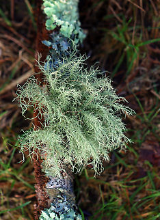 Bushy Beard Lichen - Usnea strigosa Habitat: Growing on a hardwood stick, probably oak; coastal forest Bushy Beard Lichen,Geotagged,Parmeliaceae,Summer,United States,Usnea strigosa,fruticose lichen,lichen,usnea