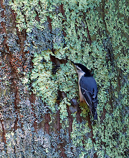 White-breasted Nuthatch - Sitta carolinensis Habitat: Coastal forest Geotagged,Sitta carolinensis,Summer,United States,White-breasted nuthatch,nuthatch,sitta