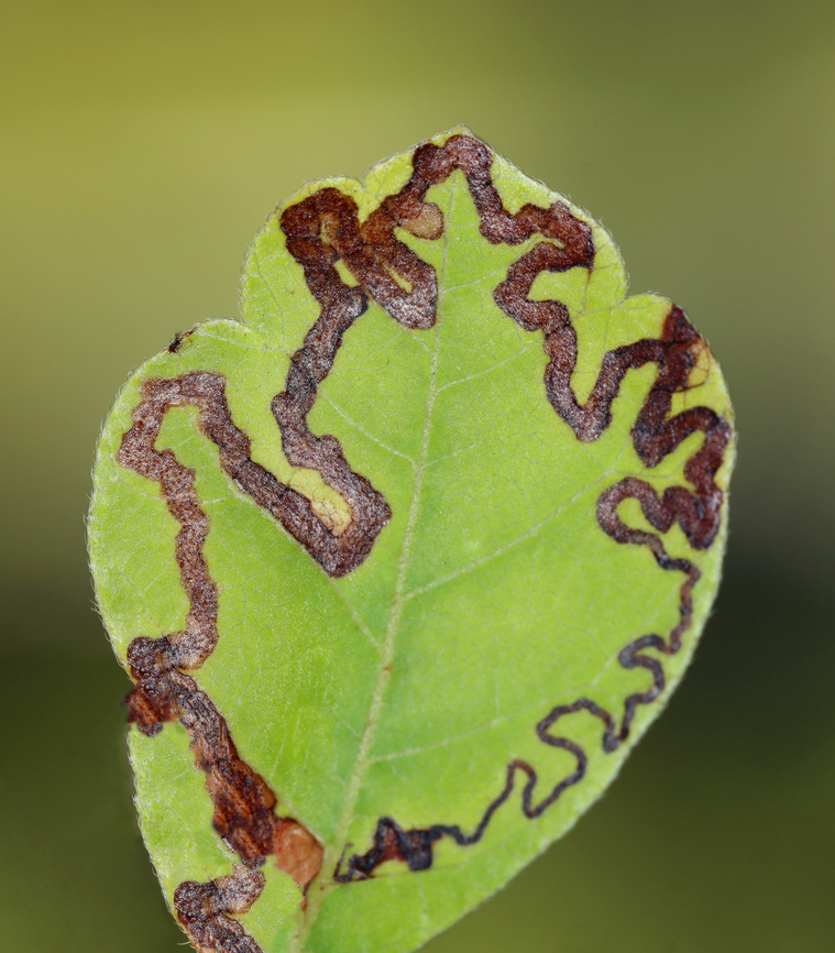Stigmella intermedia Leaf Mines on Fragrant Sumac (Rhus aromatica) Habitat: On Rhus aromatica; Field/forest edge<br />
<br />
Probably from the same plants that I photographed a year earlier:<br />
<figure class="photo"><a href="https://www.jungledragon.com/image/100161/fragrant_sumac_-_rhus_aromatica.html" title="Fragrant Sumac - Rhus aromatica"><img src="https://s3.amazonaws.com/media.jungledragon.com/images/3232/100161_thumb.jpg?AWSAccessKeyId=05GMT0V3GWVNE7GGM1R2&Expires=1767225610&Signature=SiQslASjwDMrrRLb0uvQQZpyOx4%3D" width="200" height="170" alt="Fragrant Sumac - Rhus aromatica The leaves of this plant resemble poison ivy, but they are not toxic. They have a citrus smell when crushed. <br />
<br />
Habitat: Field/forest edge  Geotagged,Rhus,Rhus aromatica,Summer,United States,sumac" /></a></figure> Geotagged,Stigmella intermedi,Stigmella intermedia,Summer,United States,fragrant sumac,leaf mine,rhus,signs of wildlife,stigmella