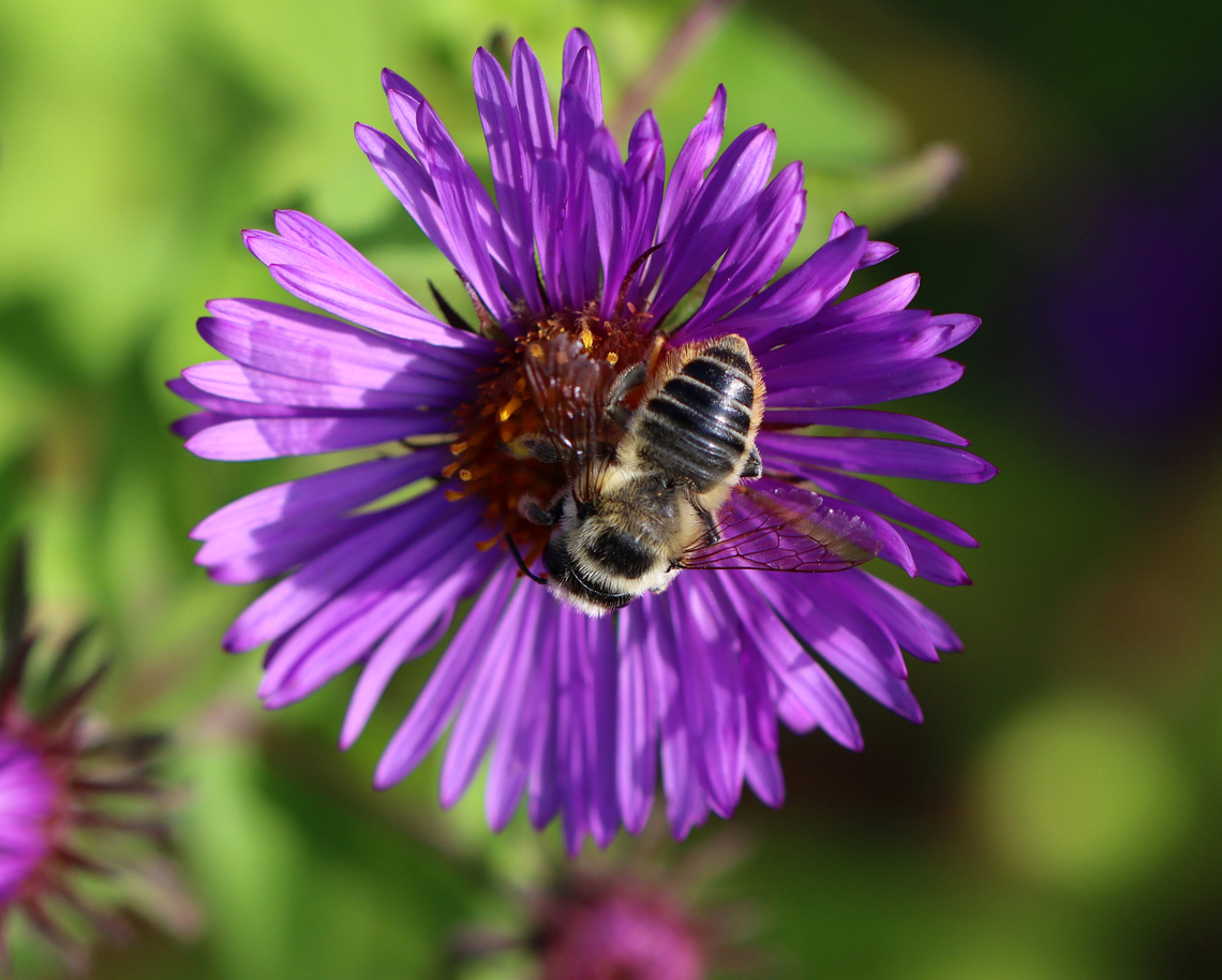 Broad-handed Leafcutter Bee - Megachile latimanus Habitat: Meadow Broad-handed Leafcutter Bee,Geotagged,Megachile,Megachile latimanus,Summer,United States,bee,leafcutter