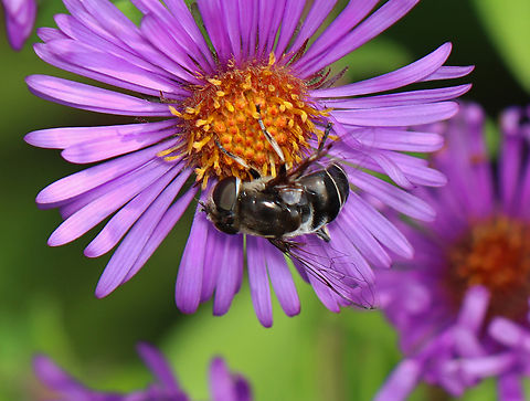 Black-shouldered Drone Fly - Eristalis dimidiata Habitat: Meadow Black-shouldered Drone Fly,Eristalis,Eristalis dimidiata,Geotagged,Summer,United States,diptera,drone fly,fly
