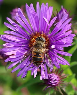 Drone Fly - Eristalis tenax Habitat: Meadow Common Drone Fly,Eristalis tenax,Geotagged,Summer,United States,diptera,drone fly,eristalis,fly