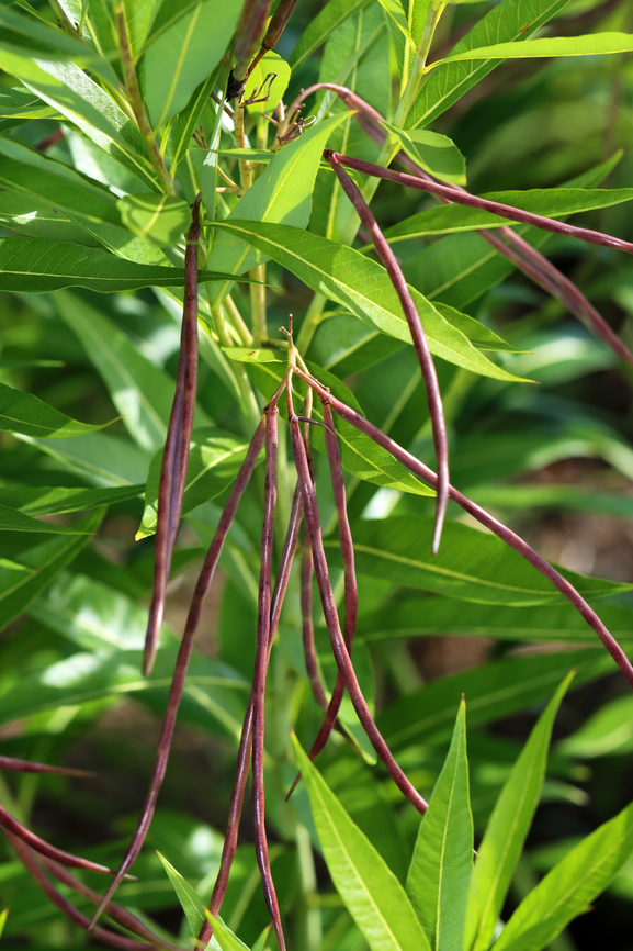 Eastern Bluestar (Seed Pods) - Amsonia tabernaemontana Mature seed pods<br />
<br />
Habitat: Meadow Amsonia,Amsonia tabernaemontana,Eastern Bluestar,Geotagged,Summer,United States,bluestar
