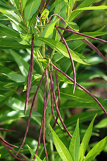 Eastern Bluestar (Seed Pods) - Amsonia tabernaemontana Mature seed pods

Habitat: Meadow Amsonia,Amsonia tabernaemontana,Eastern Bluestar,Geotagged,Summer,United States,bluestar