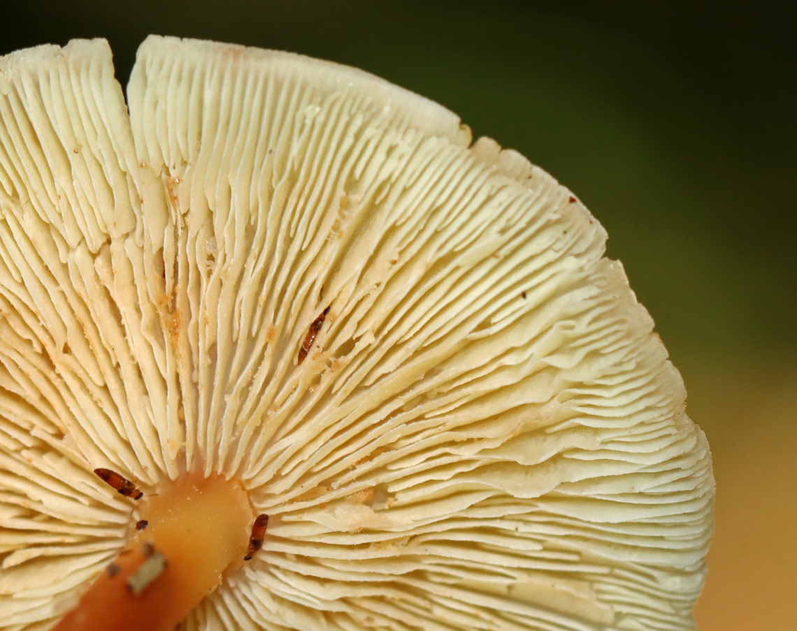 Mushrooms - Agaricales, Rhodocollybia butyracea or Gymnopus dryophilus? Habitat: Growing under pine<br />
<figure class="photo"><a href="https://www.jungledragon.com/image/141861/mushrooms_-_agaricales_rhodocollybia_butyracea_or_gymnopus_dryophilus.html" title="Mushrooms - Agaricales, Rhodocollybia butyracea or Gymnopus dryophilus?"><img src="https://s3.amazonaws.com/media.jungledragon.com/images/3232/141861_thumb.jpg?AWSAccessKeyId=05GMT0V3GWVNE7GGM1R2&Expires=1759968010&Signature=IBQVlVhJ15591Q1XywvRnu1VeV4%3D" width="200" height="158" alt="Mushrooms - Agaricales, Rhodocollybia butyracea or Gymnopus dryophilus? Habitat: Growing under pine<br />
https://www.jungledragon.com/image/141860/mushrooms_-_agaricales_rhodocollybia_butyracea_or_gymnopus_dryophilus.html Fall,Geotagged,United States,agaricales,fungus,mushroom" /></a></figure> Fall,Geotagged,United States