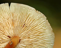 Mushrooms - Agaricales, Rhodocollybia butyracea or Gymnopus dryophilus? Habitat: Growing under pine<br />
https://www.jungledragon.com/image/141861/mushrooms_-_agaricales_rhodocollybia_butyracea_or_gymnopus_dryophilus.html Fall,Geotagged,United States