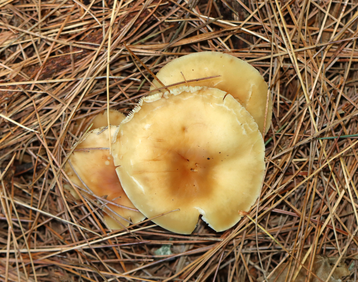 Mushrooms - Agaricales, Rhodocollybia butyracea or Gymnopus dryophilus? Habitat: Growing under pine<br />
<figure class="photo"><a href="https://www.jungledragon.com/image/141860/mushrooms_-_agaricales_rhodocollybia_butyracea_or_gymnopus_dryophilus.html" title="Mushrooms - Agaricales, Rhodocollybia butyracea or Gymnopus dryophilus?"><img src="https://s3.amazonaws.com/media.jungledragon.com/images/3232/141860_thumb.jpg?AWSAccessKeyId=05GMT0V3GWVNE7GGM1R2&Expires=1759968010&Signature=aAY992NzutC8LLEbPxtZd8GNoPc%3D" width="200" height="160" alt="Mushrooms - Agaricales, Rhodocollybia butyracea or Gymnopus dryophilus? Habitat: Growing under pine<br />
https://www.jungledragon.com/image/141861/mushrooms_-_agaricales_rhodocollybia_butyracea_or_gymnopus_dryophilus.html Fall,Geotagged,United States" /></a></figure> Fall,Geotagged,United States,agaricales,fungus,mushroom