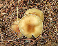 Mushrooms - Agaricales, Rhodocollybia butyracea or Gymnopus dryophilus? Habitat: Growing under pine<br />
https://www.jungledragon.com/image/141860/mushrooms_-_agaricales_rhodocollybia_butyracea_or_gymnopus_dryophilus.html Fall,Geotagged,United States,agaricales,fungus,mushroom