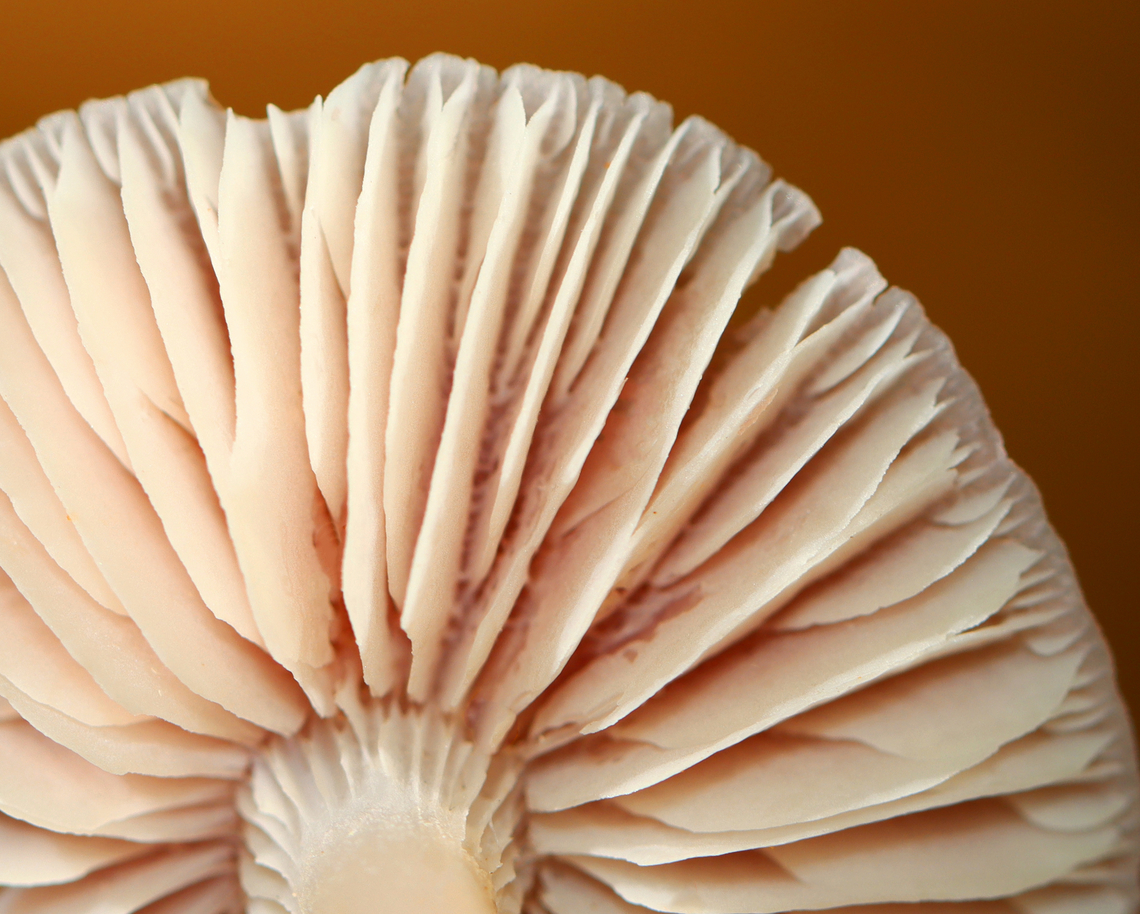Rosy Bonnet - Mycena rosea Pink, flat, tacky cap with striate margins. Gills are whitish, close, and have cross veins. The stem was pale pink and fragile.<br />
<br />
Habitat: Growing in clusters throughout a mostly pine forest. Fall,Geotagged,Mycena rosea,Rosy bonnet,United States