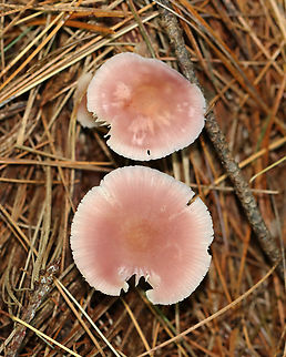 Rosy Bonnet - Mycena rosea Pink, flat, tacky cap with striate margins. Gills are whitish, close, and have cross veins. The stem was pale pink and fragile.

Habitat: Growing in clusters throughout a mostly pine forest. Fall,Geotagged,Mycena rosea,Rosy bonnet,United States,fungus,mushrooms,mycena