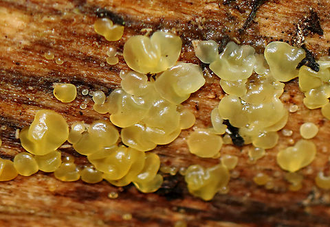 Yellow Jelly Fungus Possibly Tremella mesenterica or Dacrymyces capitatus.

Habitat: Growing on decorticated sycamore

These might be the same species. They were growing less than a foot from each other on the same fallen tree:
https://www.jungledragon.com/image/141906/yellow_jelly_fungus.html Fall,Geotagged,United States,fungus,jelly fungus,mushroom