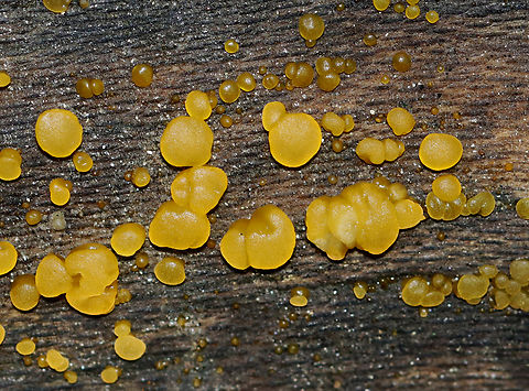 Yellow Jelly Fungus Possibly Tremella mesenterica or Dacrymyces capitatus.

Habitat: Growing on decorticated sycamore

These might be the same species. They were growing less than a foot from each other on the same fallen tree:
https://www.jungledragon.com/image/141905/yellow_jelly_fungus.html Fall,Geotagged,United States,dacrymyces,fungus,jelly fungus,tremella