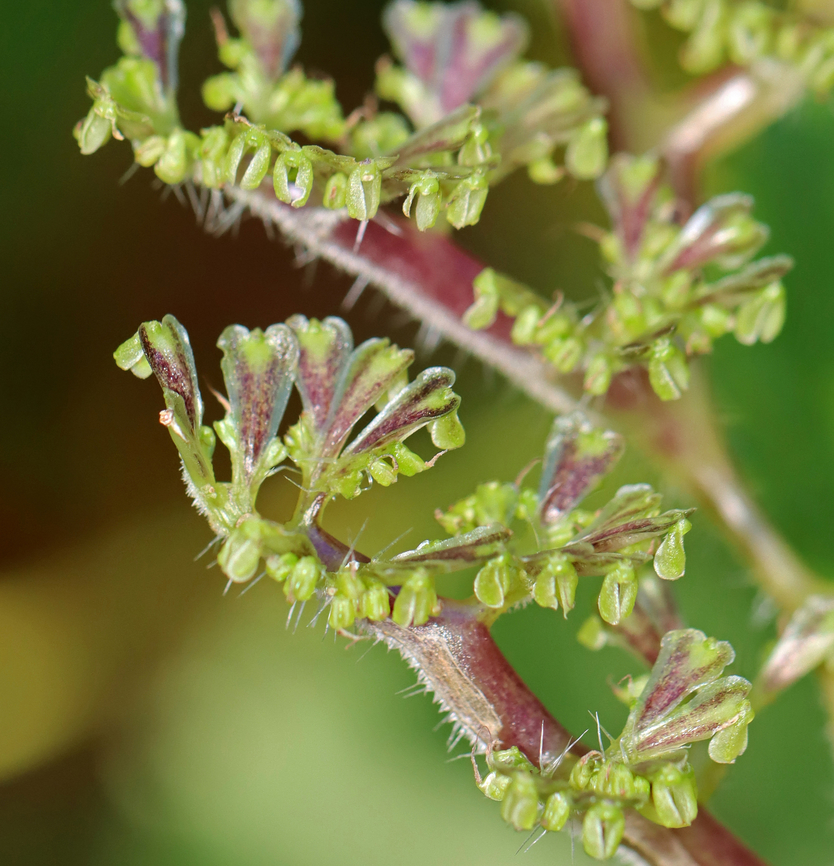 Wood Nettle - Laportea canadensis A native nettle species, unlike the similar stinging nettle, which is invasive. The hairs on the plant cause a painful burning, stinging sensation, sometimes with barbs left in the skin. The skin then turns red and blisters with the blisters persisting for several days.<br />
<br />
Habitat: Deciduous forest Canada nettle,Fall,Geotagged,Laportea canadensis,United States,Wood Nettle,laportea,nettle